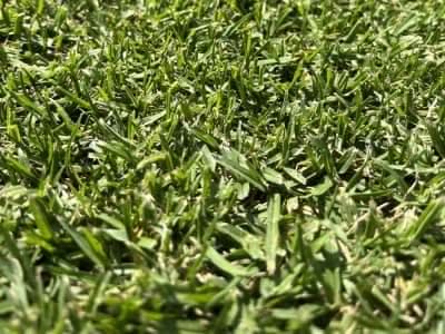 KIKUYU