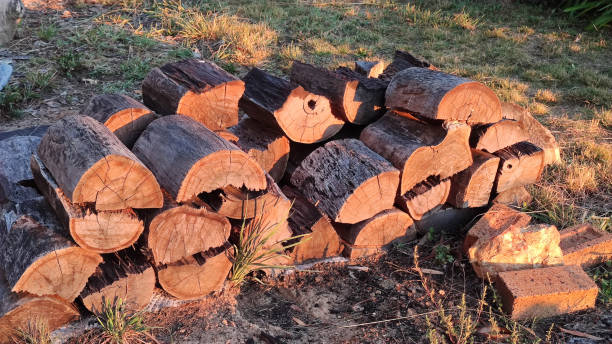 Best Firewood