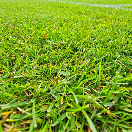 The Complete Guide to Buffalo Turf for Sydney Lawns