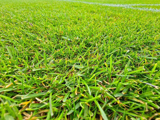 The Complete Guide to Buffalo Turf for Sydney Lawns