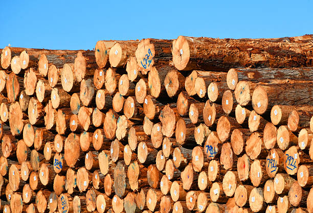 Firewood Guide: Which Is the Best Firewood to Burn in Sydney?