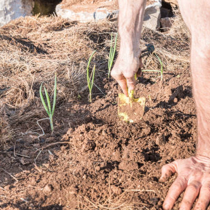 The Real Dirt on Mulch: How to Choose the Best Type for Your Garden