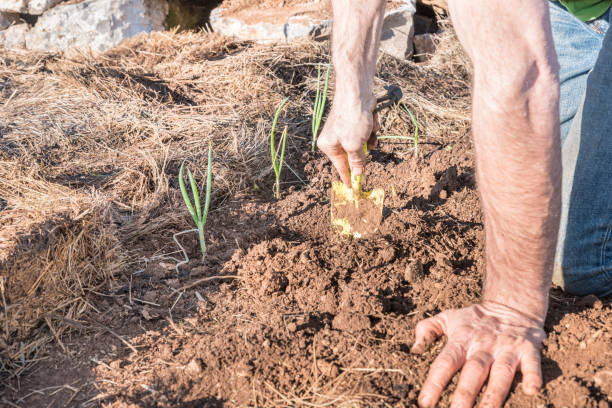 The Real Dirt on Mulch: How to Choose the Best Type for Your Garden