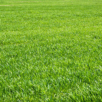 Eco-Friendly Gardening Made Easy: Sir Walter Buffalo Grass for Sustainable Lawns!