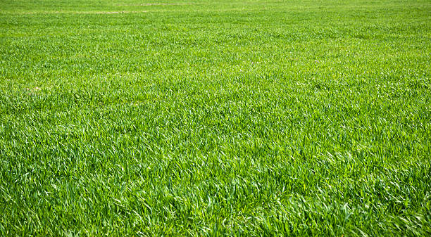 Eco-Friendly Gardening Made Easy: Sir Walter Buffalo Grass for Sustainable Lawns!