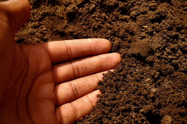 Soil Selection Guide: Best Soil Types for Common Sydney Landscaping Projects