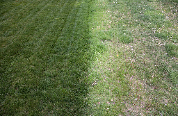 From Barren to Beautiful: Transform Your Yard with Premium Sydney Soil Supplies
