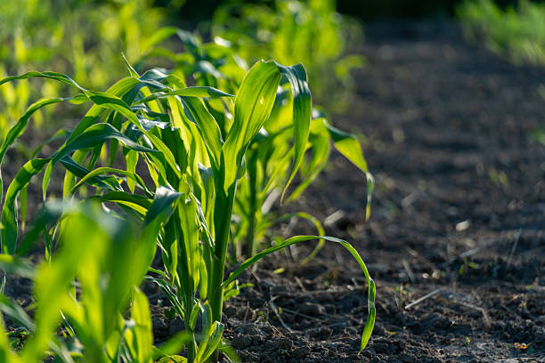 Transform Your Outdoor Space with Quality Grass Turf