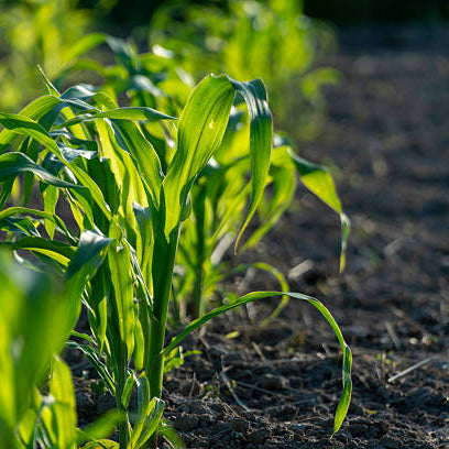 Transform Your Outdoor Space with Quality Grass Turf