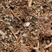 LEAF MULCH CUBE 3/4 [Sz:3/4]