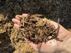 BUSH BLEND 1/2M
