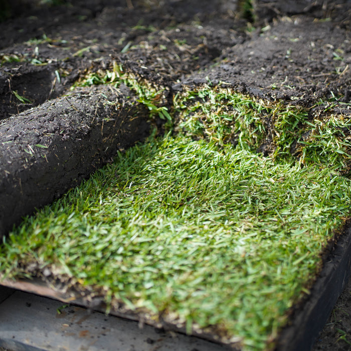 Sir Walter Buffalo turf from Ace Landscapes