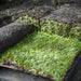 Sir Walter Buffalo turf from Ace Landscapes