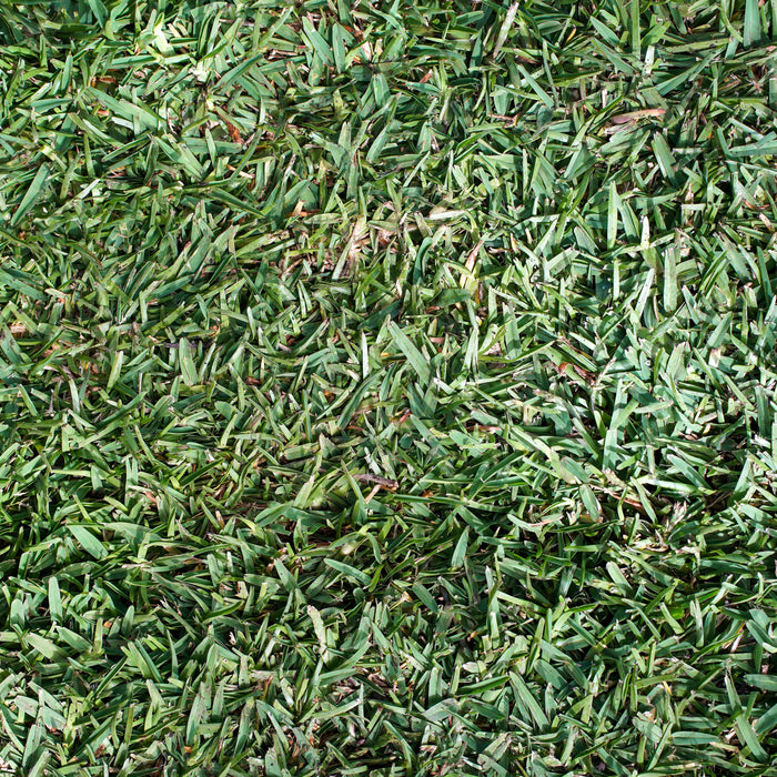 Sir Walter Buffalo turf supplied by Ace Landscapes, Belrose