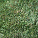 Sir Walter Buffalo turf supplied by Ace Landscapes, Belrose
