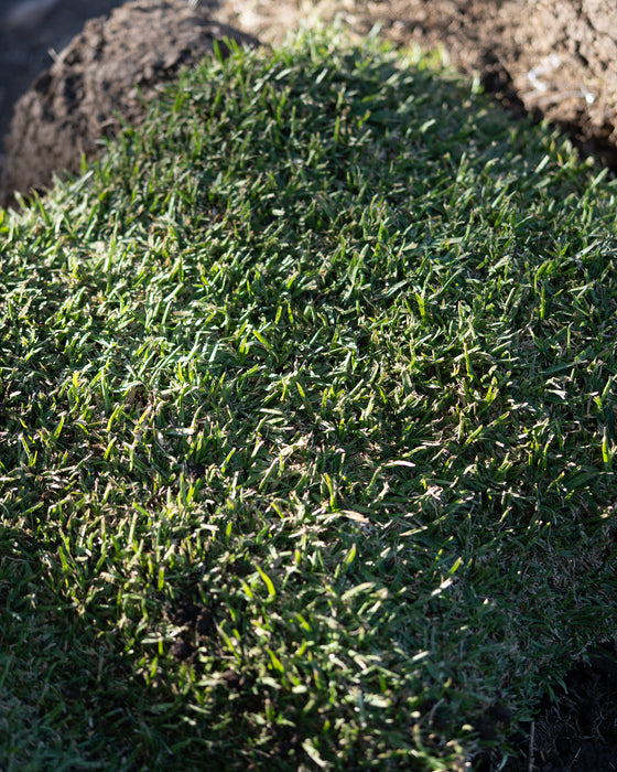 ZOYSIA AUSTRALIS