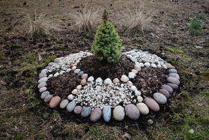 Decorative ring flower bed in the garden, a young fir tree in the center. Used shells, small seashells, stones and mulch. Landscaping.