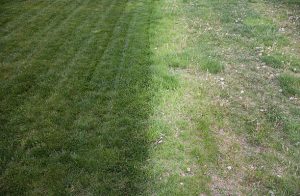 Comparison between a manicured healthy green lawn and one filled with weeds and neglect