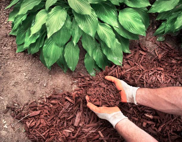 Beyond Basics: Unveiling Innovative Mulch Uses with Ace Landscape & Turf Supplies